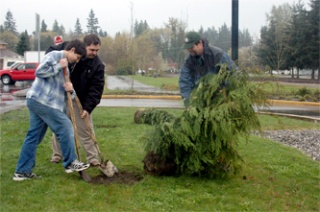 Bob Leonard and his son Bobby start digging a hole for the Alaskan weeping cedar tree being held up by Andy Jones. Three trees were donated by Art By Nature Nursery