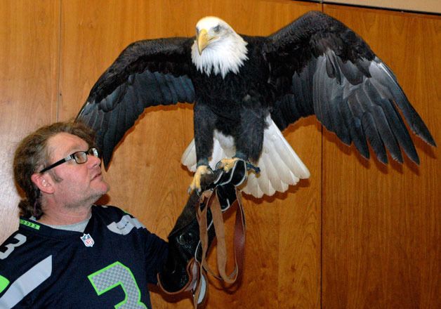 What Is a Seahawk?  Wild birds, Animals, Bald eagle