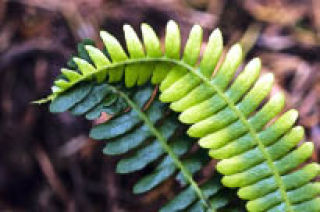 “Two Fronds” by Susie Howell. Howell’s photographs are included in the Holiday Art Show presented by the Arts Council of Snohomish County at the Monte Cristo Nov. 12 - Dec. 24.