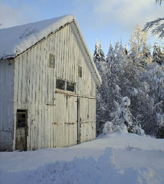 A beautiful white barn contrasts to the white of about three feet of snow that fell in the north Snohomish County region. The barn collapsed on the 20