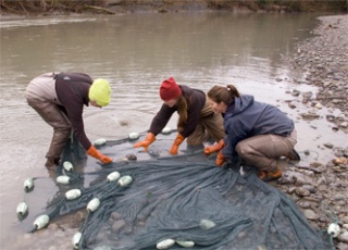 Members of the fisheries department of the Stillaguamish Tribe try to capture 15 male and 15 female adult chinook in the South Fork of the Stillaguamish River to populate a new South Fork hatchery project.