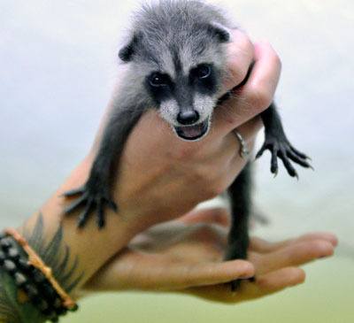 A young raccoon is fed and weighed at Sarvey Wildlife Care Center in Arlington