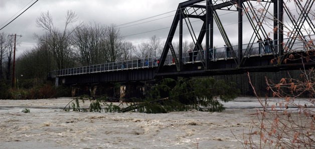 Although most of the trees that were swept up by flooding on the Stillaguamish River Dec. 12 were reportedly old wood