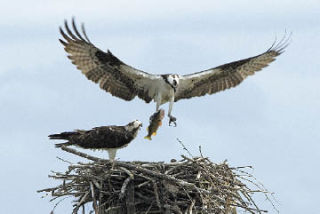 A male osprey brings his catch home to his mate.