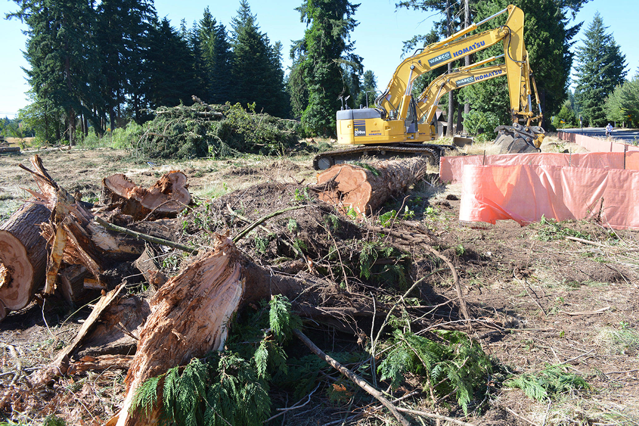 Old growth cut for new growth